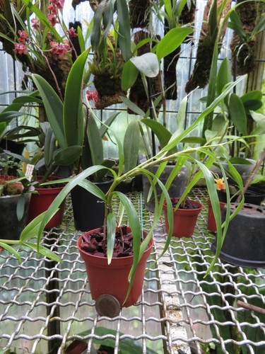 Dendrobium hercoglossum alba