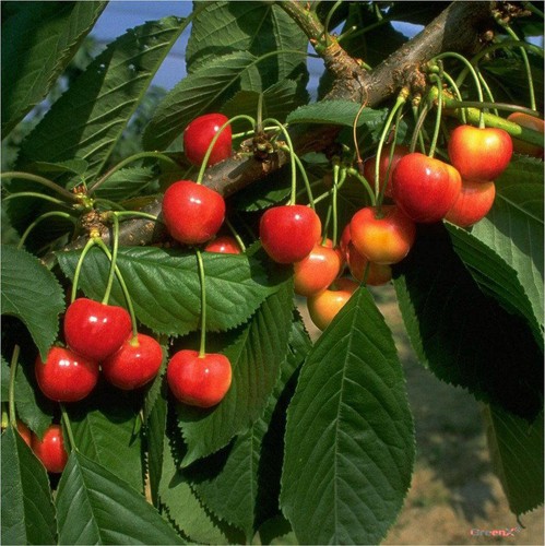Büttners rote knorpelkirsche - büttners,