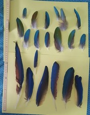 20 echte verschiedene