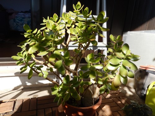 Geldbaum pfennigbaum an - geldbaum,pfennigbaum,