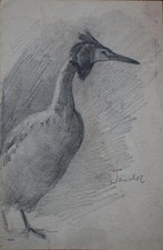 Albert Leusch - Taucher (Vogel) - Bleistiftzeichnung - o. J.