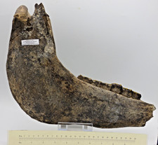 Großes Fossil Pferdekiefer