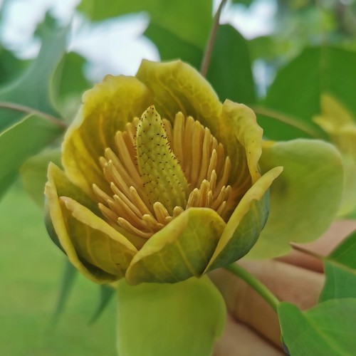 Chinesischer tulpenbaum - tulpenbaum,