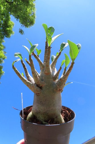 Adenium obesum wüstenrose - adenium,