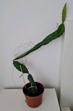 Pitahaya Drachenfrucht  Kaktus