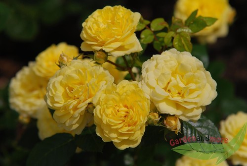 Yellow meilove gefüllte gelbe - yellow,