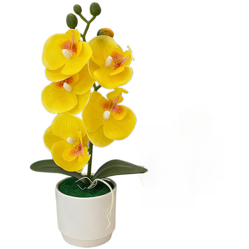 Nordic style phalaenopsis - nordic,