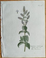 Minze Mentha crispa + Vietz