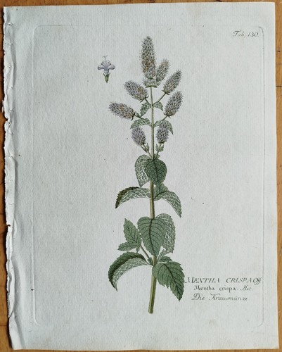Minze mentha crispa - minze, +