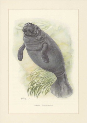 Manati trichechus manatus - trichechus,