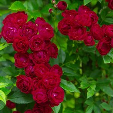 Ramblerrose 'Perennial