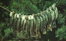 Vintage Postcard 1952 Fifteen