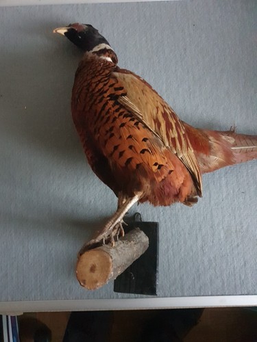 Ausgestopfter fasan altes - fasan,