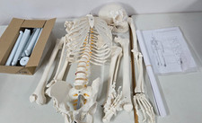 Anatomie Skelettmodell