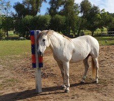 Pferde Kratz Pfahl Pfosten Bürsten Pferdestall Paddock Koppel Stahl NEU