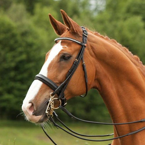 Kieffer kandarenzaum sylvie - kieffer,