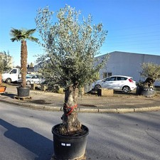 Olivenbaum "Olea Europaea"