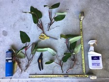 Philodendron erubescens
