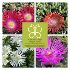 Winterharte mittagsblume - winterharte,