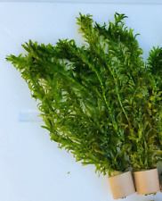 Wasserpest (Egeria densa 058