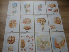 SET aus 12 Anatomie Bildtafeln Kopf Hirn Medizin Lehrmaterial Studium Praxis