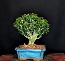 BONSAI CHINESISCHER BUCHSBAUM