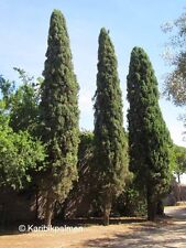 Cupressus sempervirens - Mittelmeerzypresse - Pflanze 40-60cm Toskana Zypresse