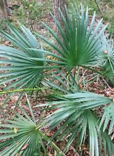 Sabal minor ’Cherokee’,palmetto, robust,winterharte Palme,Kübelpflanze, 10 Samen