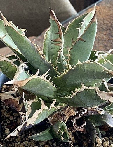 Superschöne agave titanota - superschöne,