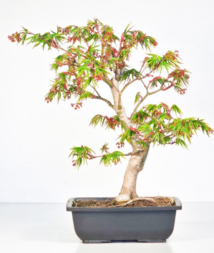 Bonsai fächerahorn acer - fächerahorn,