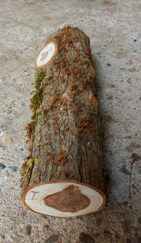 Eibenholz rundholz ca 9 5 - Ø,
