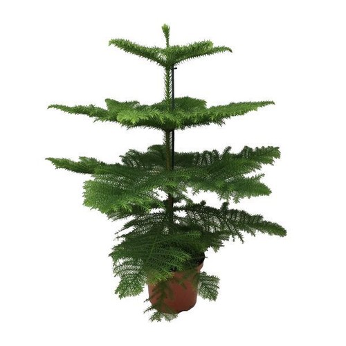 Araucaria heterophylla - araucaria,