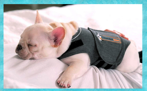 Anxiety ängste thundershirt - anxiety,