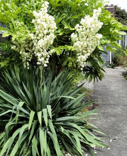 Yucca filamentosa palmlilie - yucca,