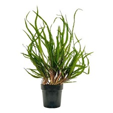 Mutterpflanze Aquariumpflanze Cryptocoryne Balansae Nr.309B XL Pflanzen AquaOne