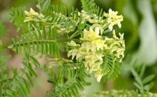 Sale1047 Chinesischer Astragatus Heilkräuter 15 Samen