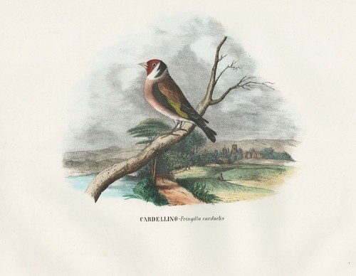 Fringilla carduelis stieglitz - fringilla,
