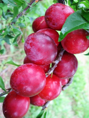 Pflaumen baum kubanskaya - pflaumen,