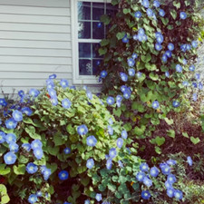 1000 Samen Himmelblaue