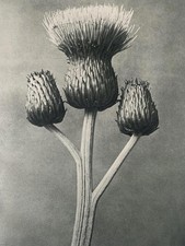 1929 Karl Blossfeldt Druck -
