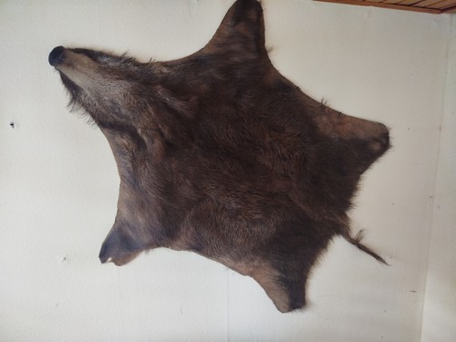 Großes wildschweinfell mit - wildschweinfell,