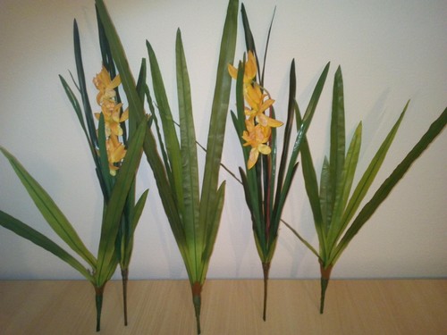 Terrariumpflanze set belize - belize, 5