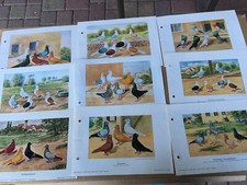 Geschenkidee für Taubenzüchter - alte Kunstdrucke gerahmt - regionale Rassen