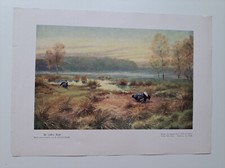 Wild und Hund Beilage "In voller Balz" von W. Buddenberg - sehr alt