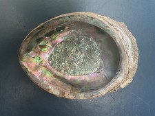 XL Abalone Muschel 17,5 Meerohr Perlmutt Seifenschale Schmuck Räuchern Deko Bad