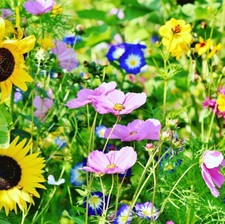 10qm Bienenweide Artenschutz