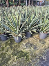 Blaue Kerzenpalmlilie Yucca