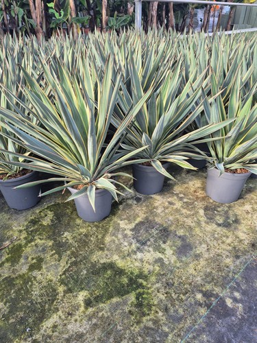Blaue kerzenpalmlilie yucca - blaue,