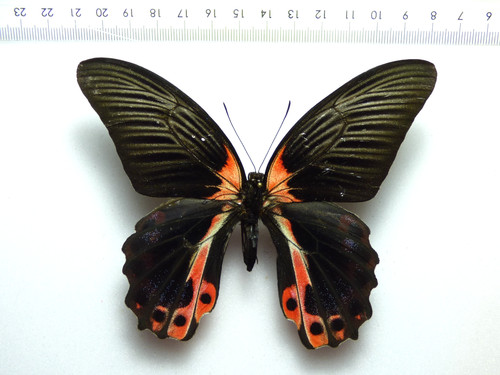 Entomologie schmetterling - entomologie,,