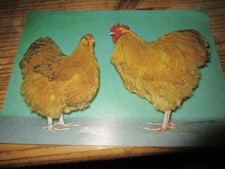 Kunstbeilage "Orpington gelb" Geflügel-Börse , Hühner